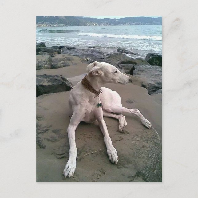 Postale Crème Greyhound Chien Chien Blanc carte pour notes (Devant)