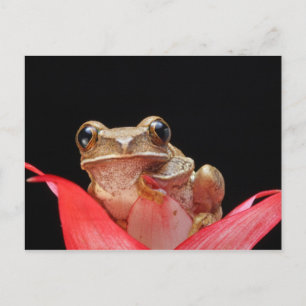 Postale Cute, Drôle Grenouille Se Tenant Sur Lily - Carte 