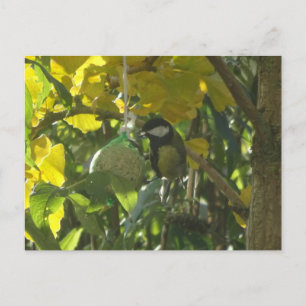 Postale Cute Little Mating Bird do-it-yourself Carte posta