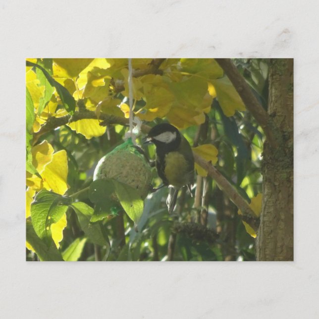 Postale Cute Little Mating Bird do-it-yourself Carte posta (Devant)