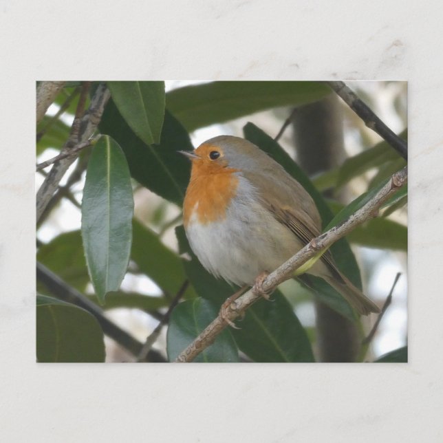 Postale Cute Robin & Feuilles verts do-it-yourself carte p (Devant)