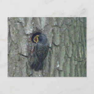 Postale Cute Starling avec Youngling do-it-yourself carte 
