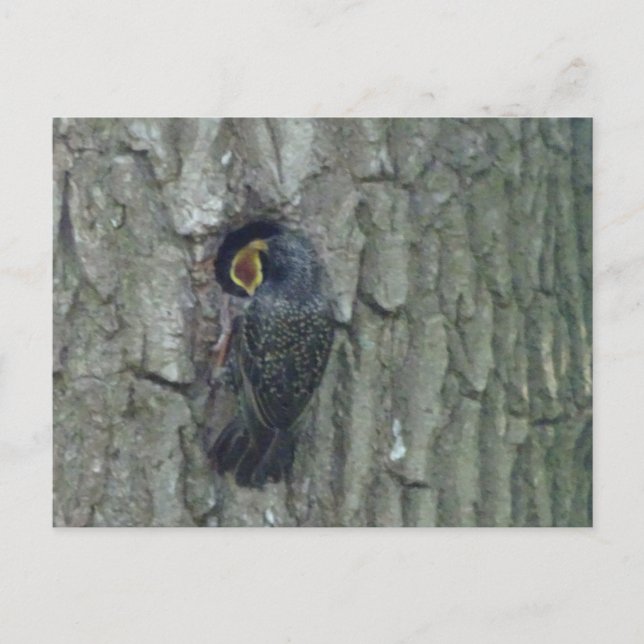 Postale Cute Starling avec Youngling do-it-yourself carte  (Devant)