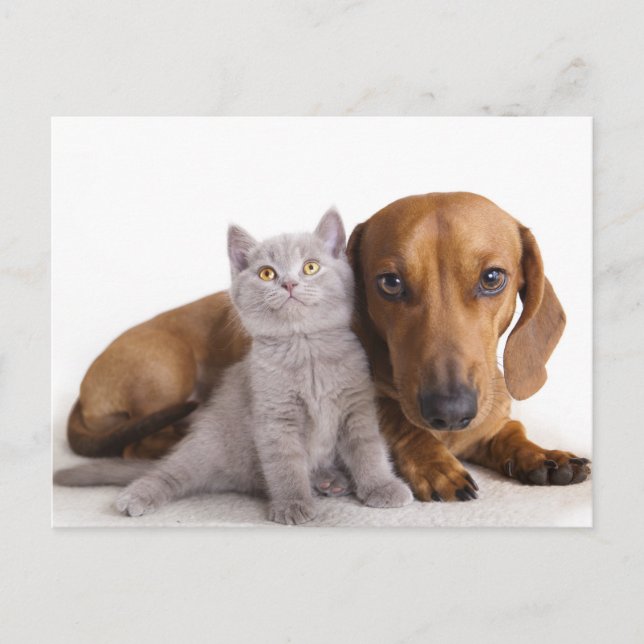 Postale Dachshund Chien Chien Chien et Kitten Carte Postal (Devant)
