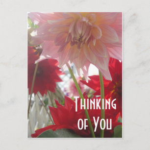Postale Dahlia Fleurs en Gros Plan en Rose et Rouge Carte