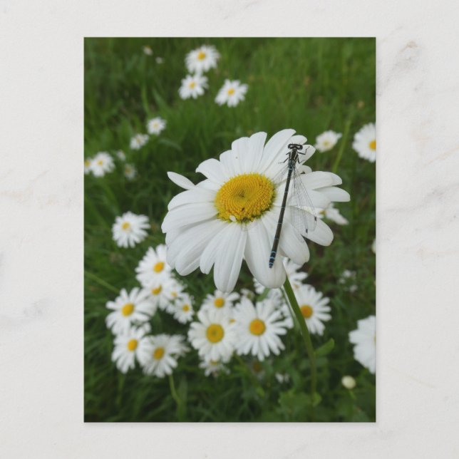 Postale Daisers Fermer & Damselfly do-it-yourself carte po (Devant)