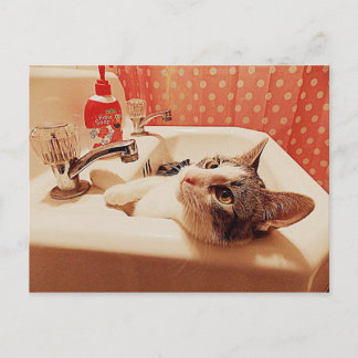 Postale Dans la carte de Kitty d'évier