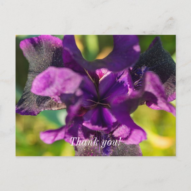 Postale Dans une carte de remerciement Iris (Devant)