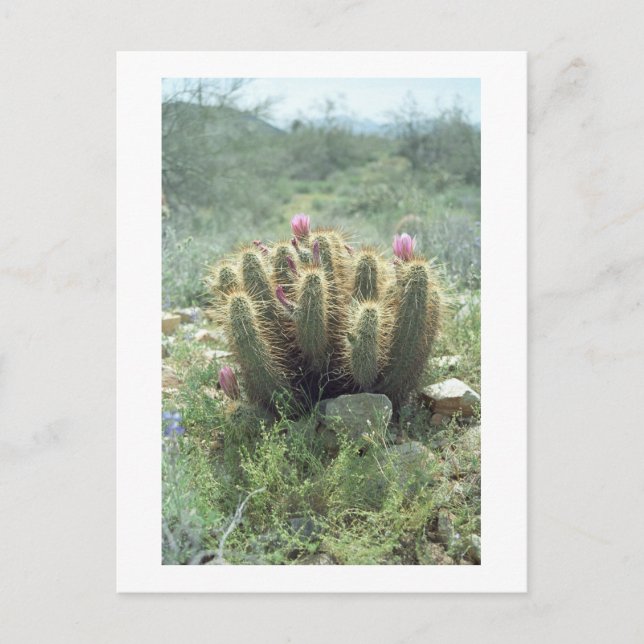 Postale Desert Blooms Cactus Sonora Arizona Photo Carte po (Devant)