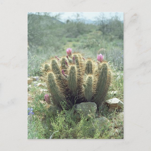 Postale Desert Blooms Cactus Sonora Arizona Photo Carte po (Devant)