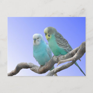 Postale Deux Beaux Bute Budgerigar do-it-yourself Carte Po