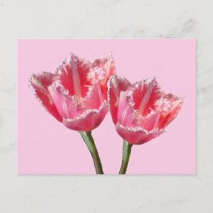 Postale Deux Belles Tulipes Roses Poussières. Carte postal