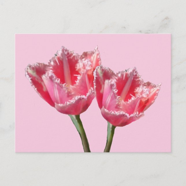 Postale Deux Belles Tulipes Roses Poussières. Carte postal (Devant)