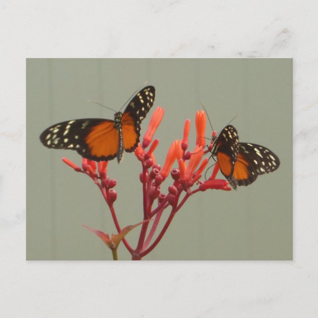 Postale Deux papillons blancs orange do-it-yourself carte  (Devant)