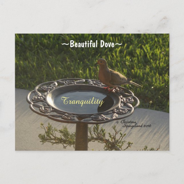 Postale Dove oiseau Birdbath tranquillité Spiegeland Carte (Devant)