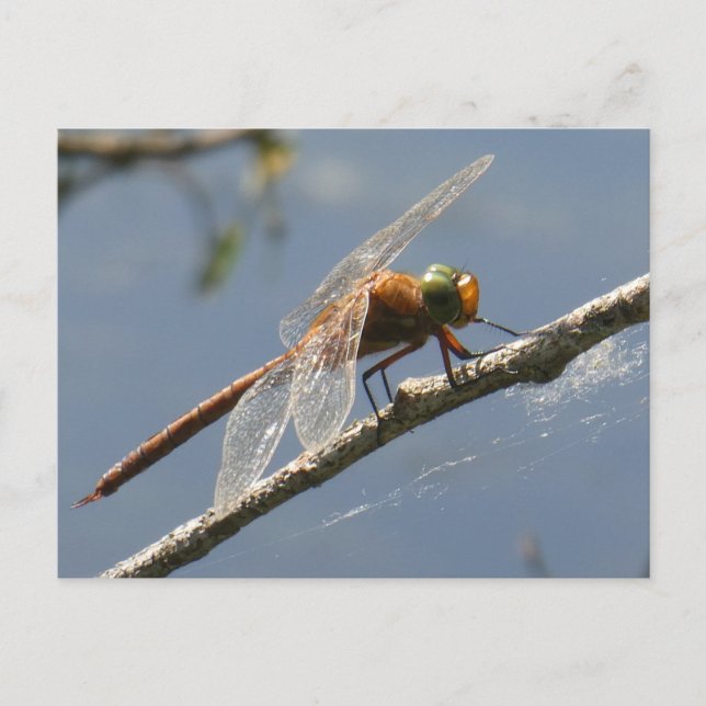 Postale Dragonfly Hawker vert gros do-it-yourself carte po (Devant)