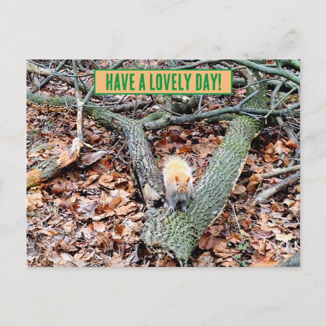 Postale Écureuil dans la carte de voeux de la forêt (Devant)