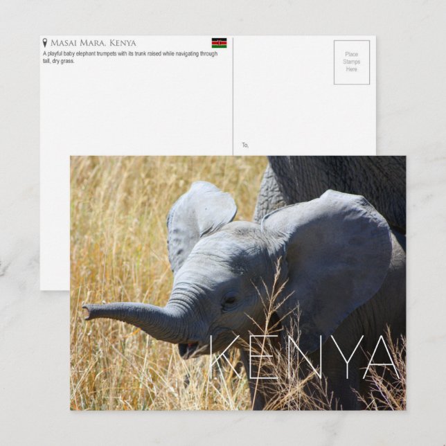 Postale Éléphant bébé dans le Masai Mara, Kenya Carte post (Devant / Derrière)