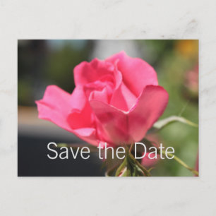 Postale Faire-part belle rose rose fleur enregistrer la date carte po