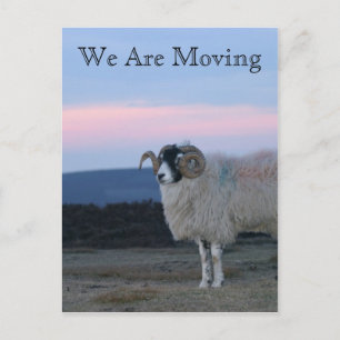Postale Faire-part Carte de déménagement de moutons