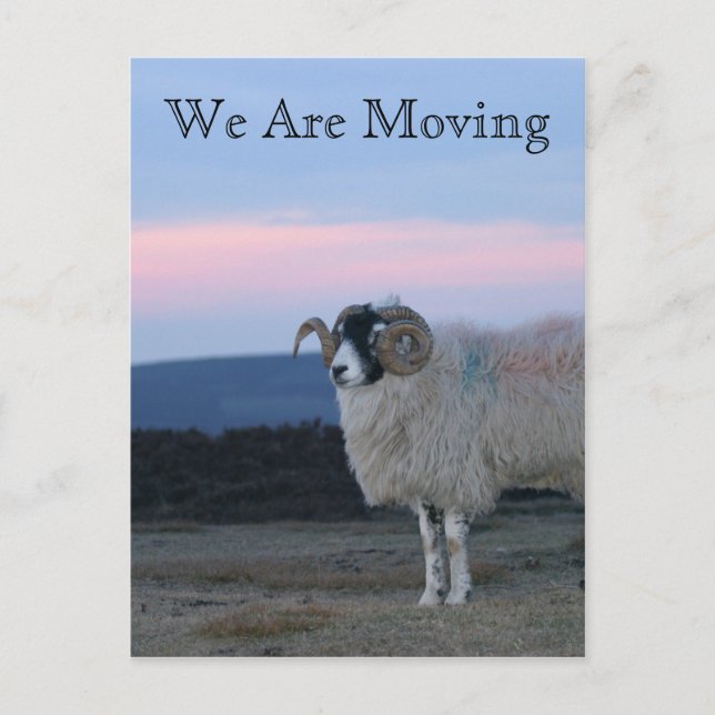 Postale Faire-part Carte de déménagement de moutons (Devant)