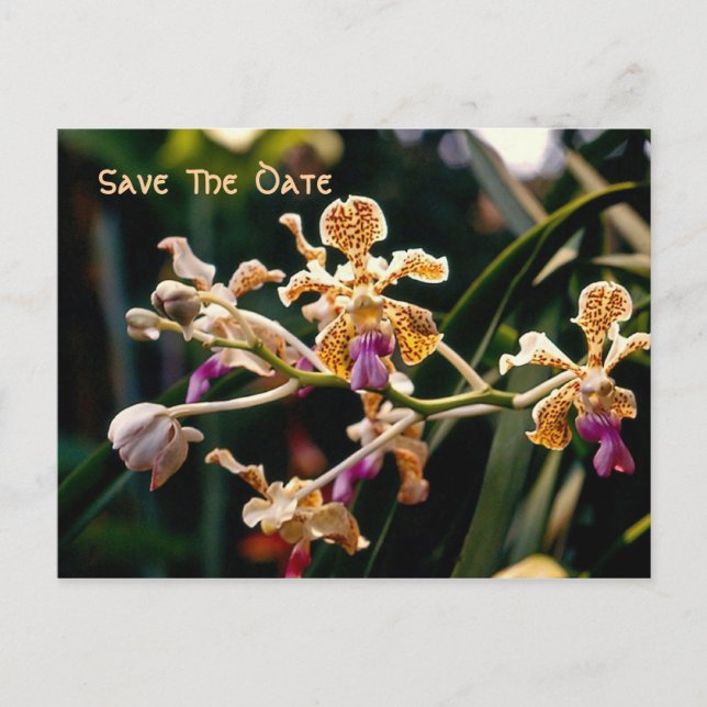Postale Faire-part Carte de sauvegarde de date d'orchidée sauvage (Devant)
