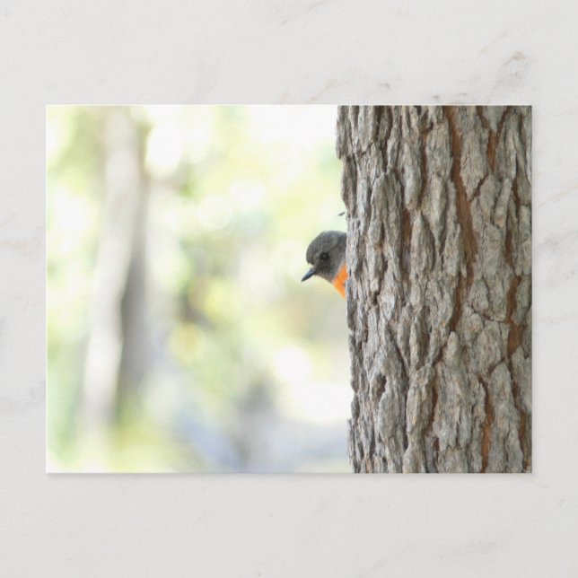 Postale Faire-part Carte Robin Peeping Bush (Devant)