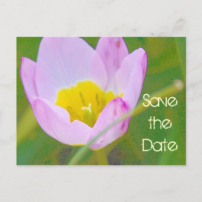 Postale Faire-part carte vierge de tulipe pour sauver la date (Devant)