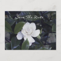 Enchanter Gardenia Enregistrer La Date Carte Posta