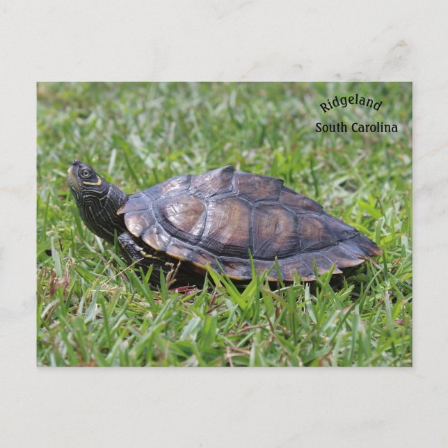 Postale Fausse carte Turtle Ridgeland Sc (Devant)