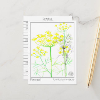 Postale Fenouil Carte d'étude de la matière médicale herba