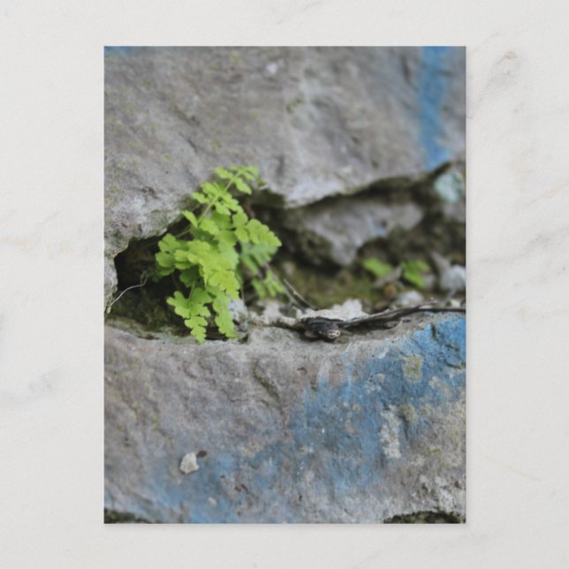 Postale Ferne déterminée dans Boulder Blue Graffiti Carte  (Devant)