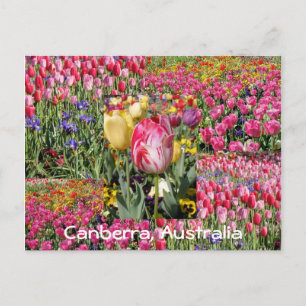 Postale festival de tulipes, Canberra, Australie carte pos