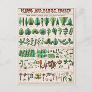 Postale Feuille Stem Root Plante Vintage Botanique Carte p
