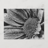 Fleur noire et blanche avec rosée du matin, carte