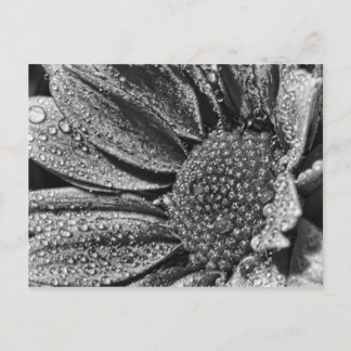 Postale Fleur noire et blanche avec rosée du matin, carte