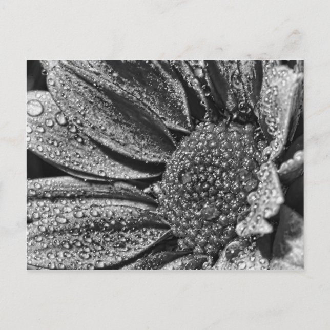 Postale Fleur noire et blanche avec rosée du matin, carte  (Devant)