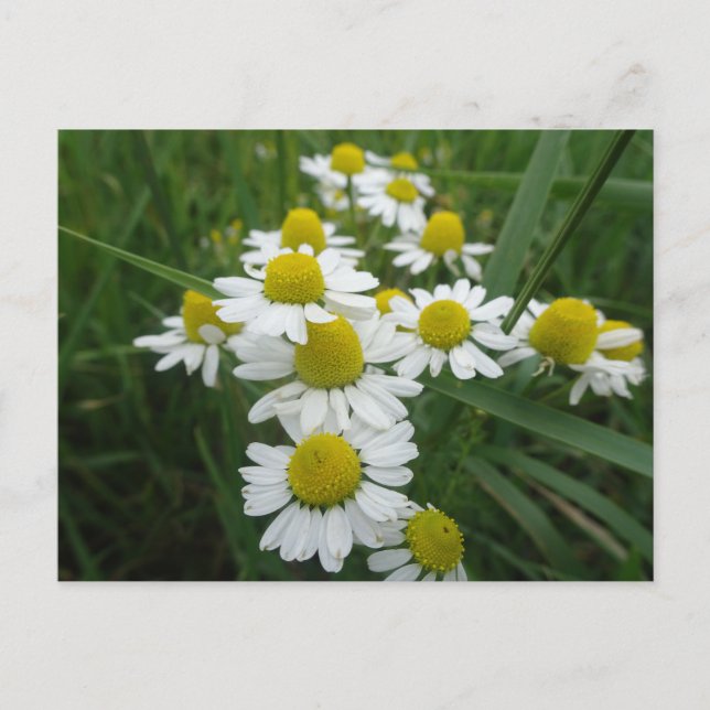 Postale Fleurs Chamomiles Gros plan do-it-yourself carte p (Devant)