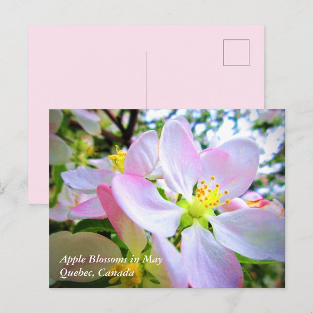 Postale Fleurs de pommier blanches roses en mai Carte post (Devant / Derrière)