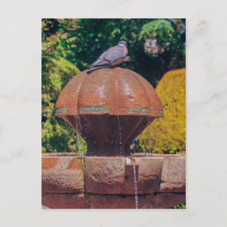 Postale Fontaine de bois Pigeon Photographie Vintage Carte