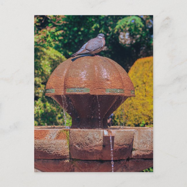 Postale Fontaine de bois Pigeon Photographie Vintage Carte (Devant)