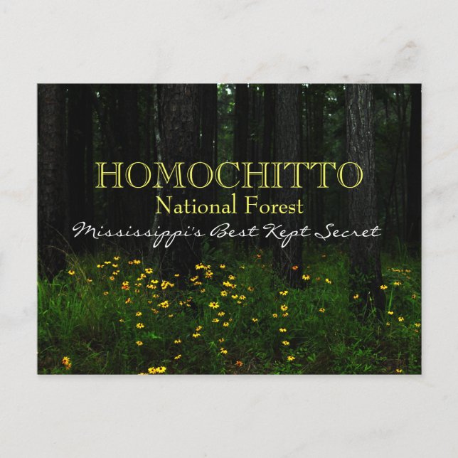 Postale Forêt nationale d'Homochitto - Mississippi carte p (Devant)