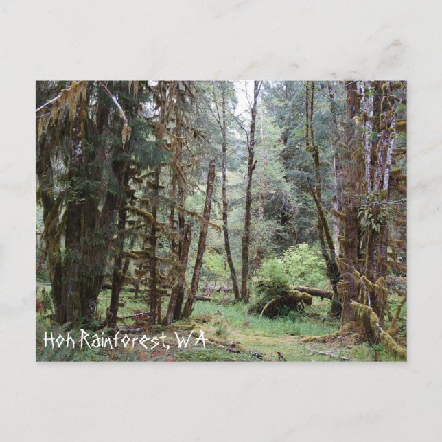 Postale Forêt pluviale de Hoh, État de Washington, Carte p (Devant)