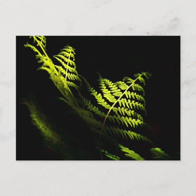 Postale Fougères de forêt ensoleillées (6203)  carte posta (Devant)