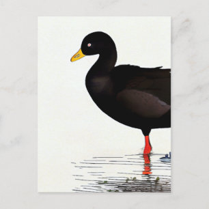 Postale Foulque d'Amérique - Oiseau - Carte d'art de la na