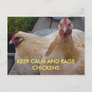 Postale Gardez le calme et élever les poulets carte postal