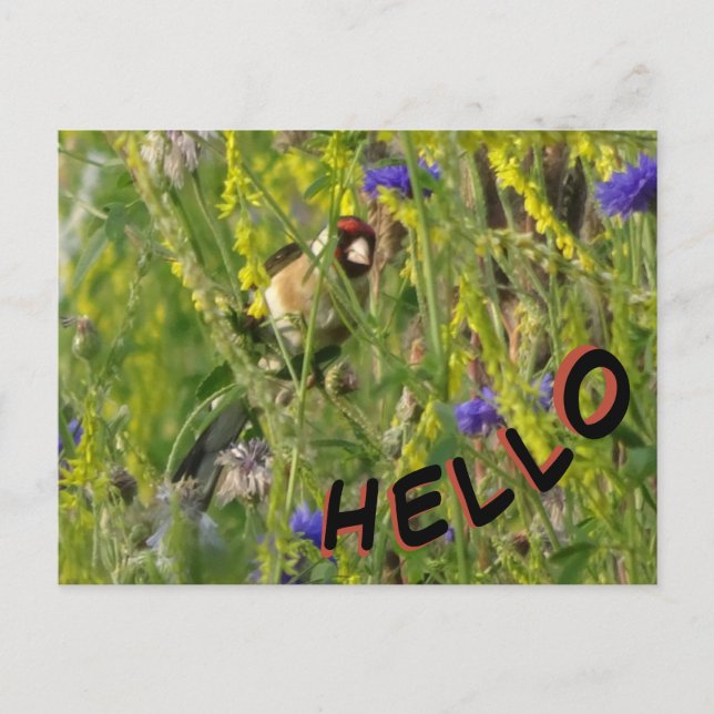 Postale Goldfinch in Wild Flowers Field HELLO Carte postal (Devant)