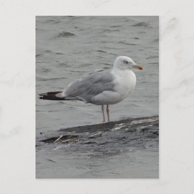 Postale Grande carte plate seagul (Devant)