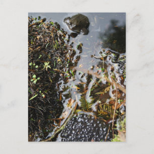 Postale Grenouille avec grenouille Carte de poste de frai