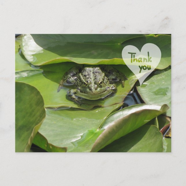 Postale Grenouille en vert vous regardant Merci carte post (Devant)